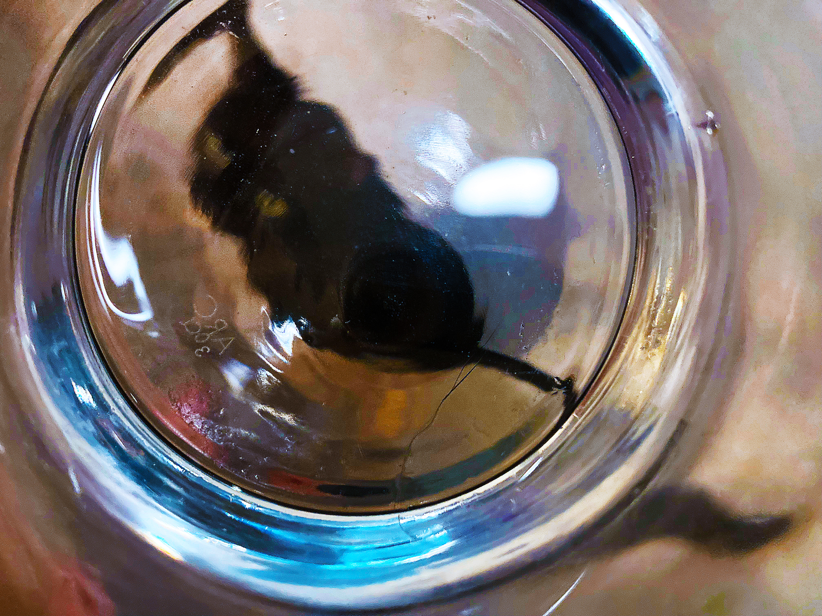 drinking with my cats